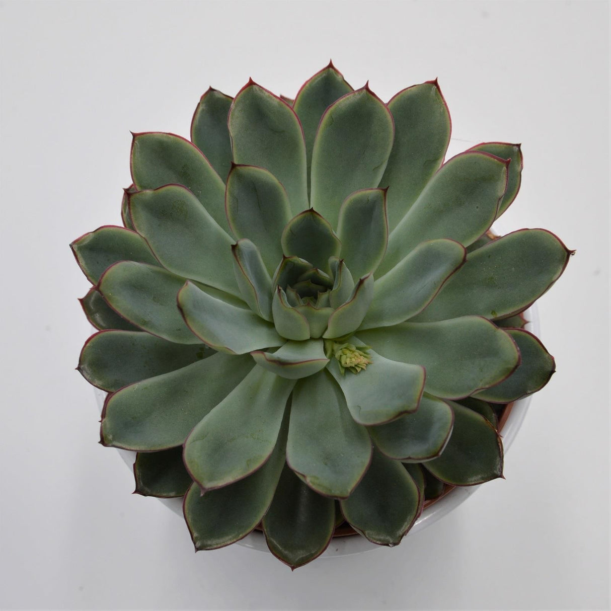 Echeveria pulidonis - 12cm