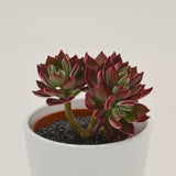 Echeveria Pulvinata Devotion - 8,5cm