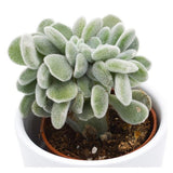 Echeveria pulvinata Frosty f. cristata - 5,5cm