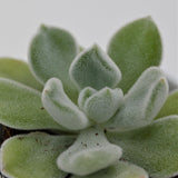Echeveria pulvinata Frosty - 5,5cm