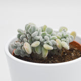 Echeveria pulvinata Frosty f. cristata - 9cm