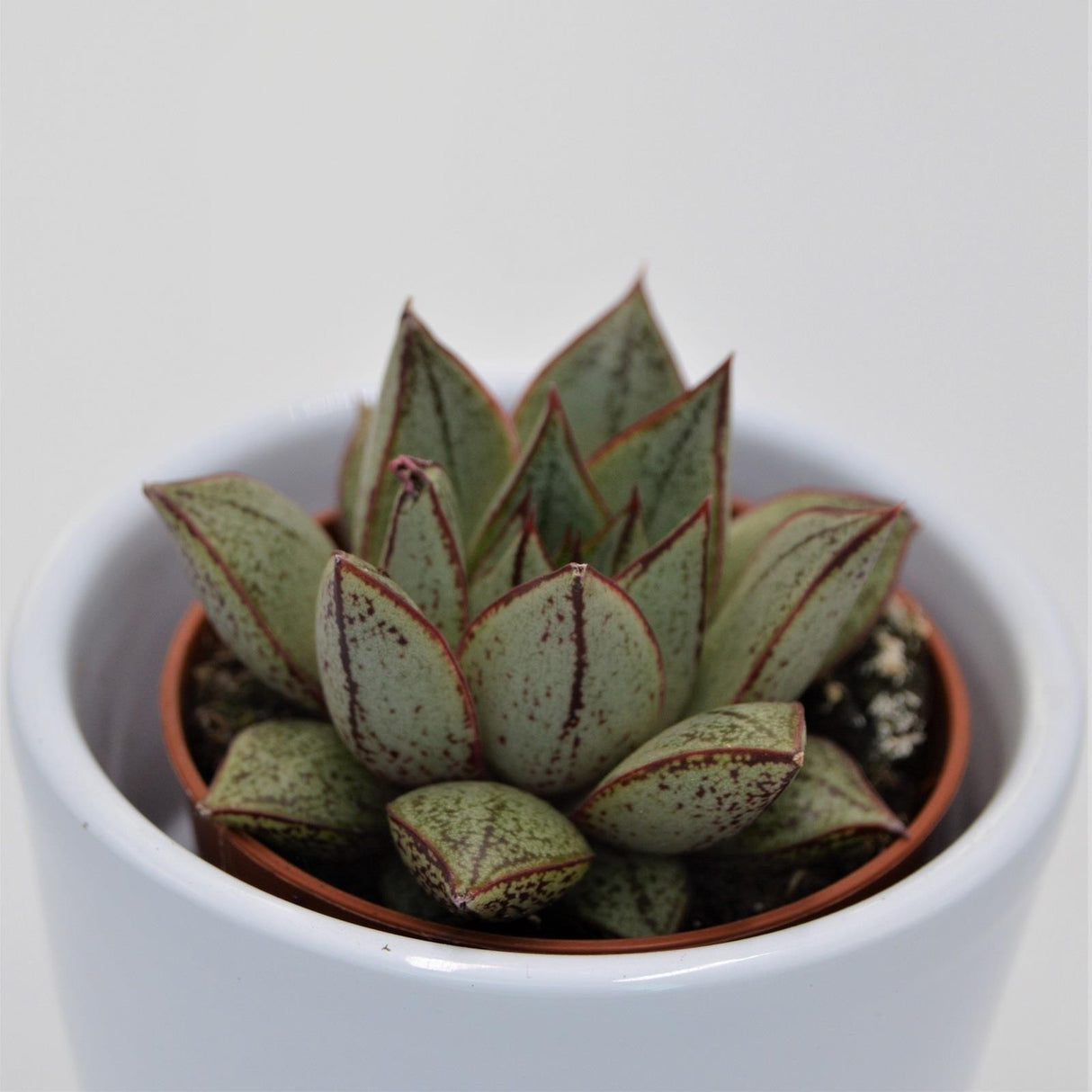 Echeveria purpusorum White Form - 5,5cm