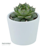 Enchanté Echeveria, 10 Stück