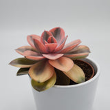 Echeveria Rainbow - 10,5cm