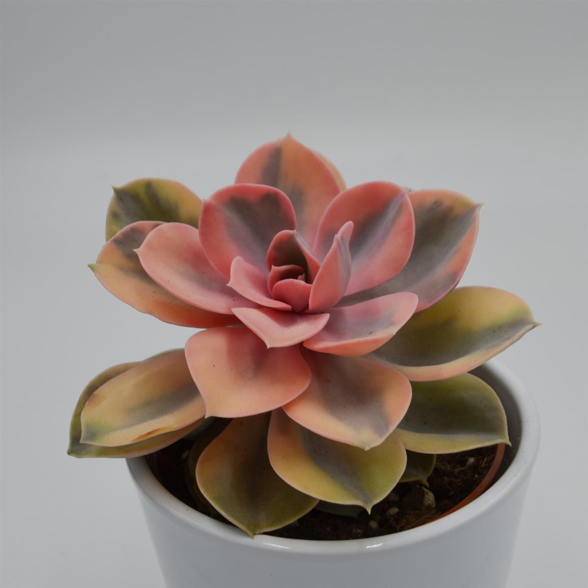 Echeveria Rainbow - 10,5cm