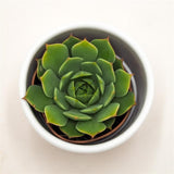 Echeveria Ramilette - 5,5cm