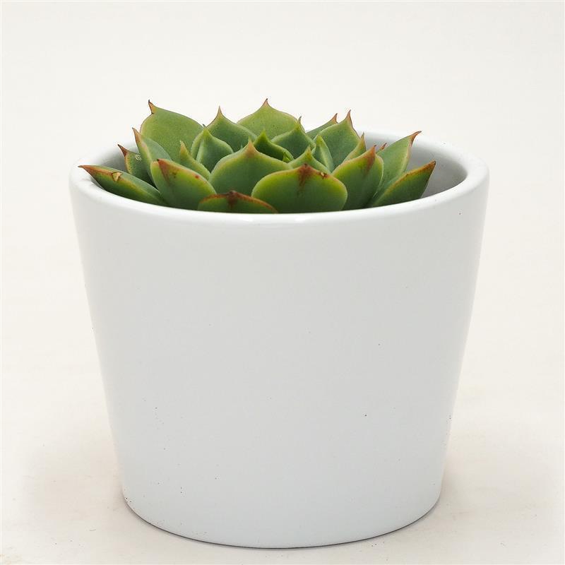 Echeveria Ramilette - 5,5cm