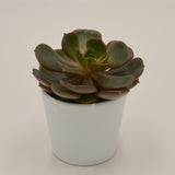 Echeveria Red Robe - 6cm