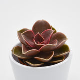 Echeveria Red Ruby - 5,5cm