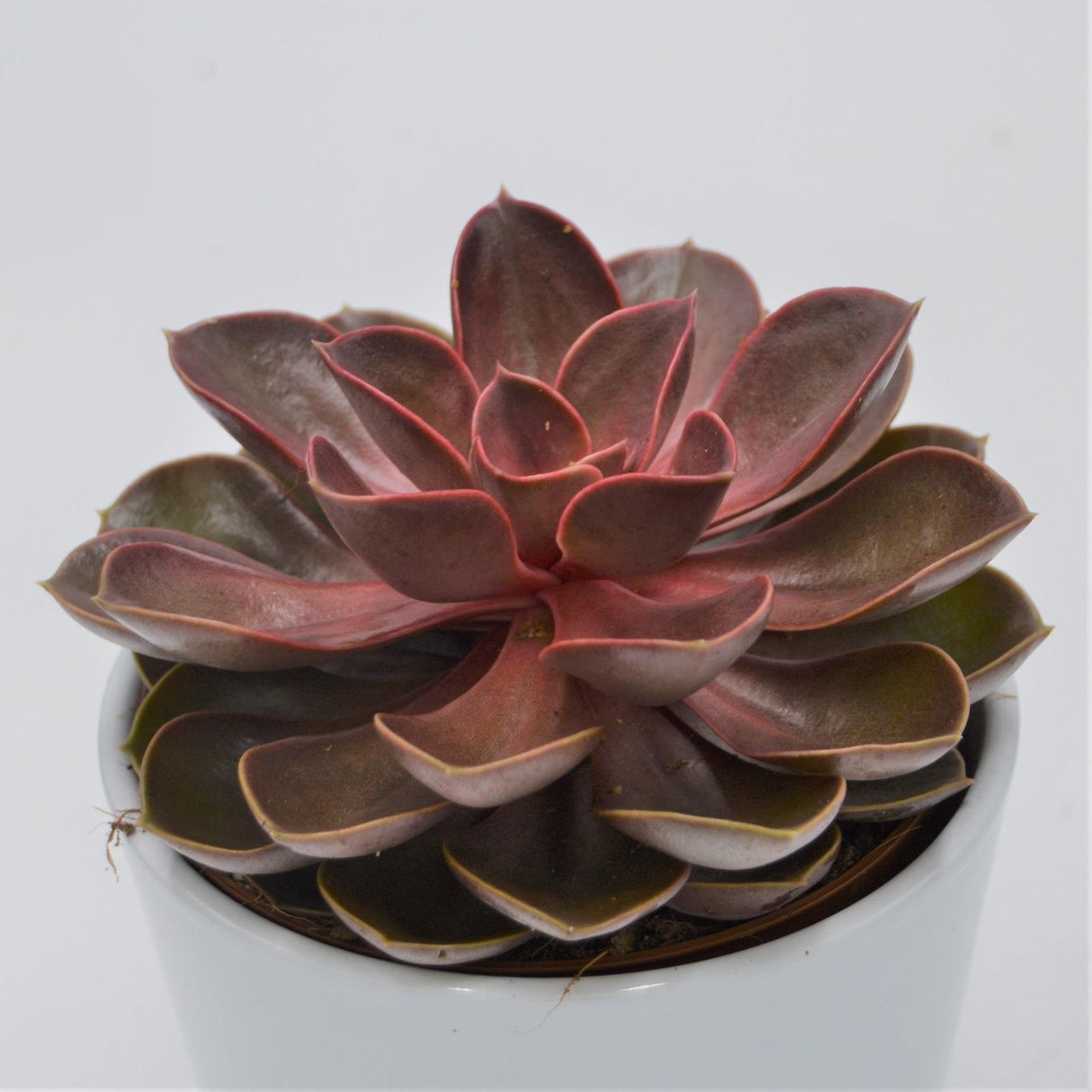 Echeveria Red Ruby - 12cm