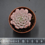 Echeveria Red Snow
