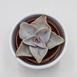 Echeveria rodolfi x botero - 5,5cm
