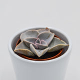 Echeveria rodolfi x botero - 5,5cm
