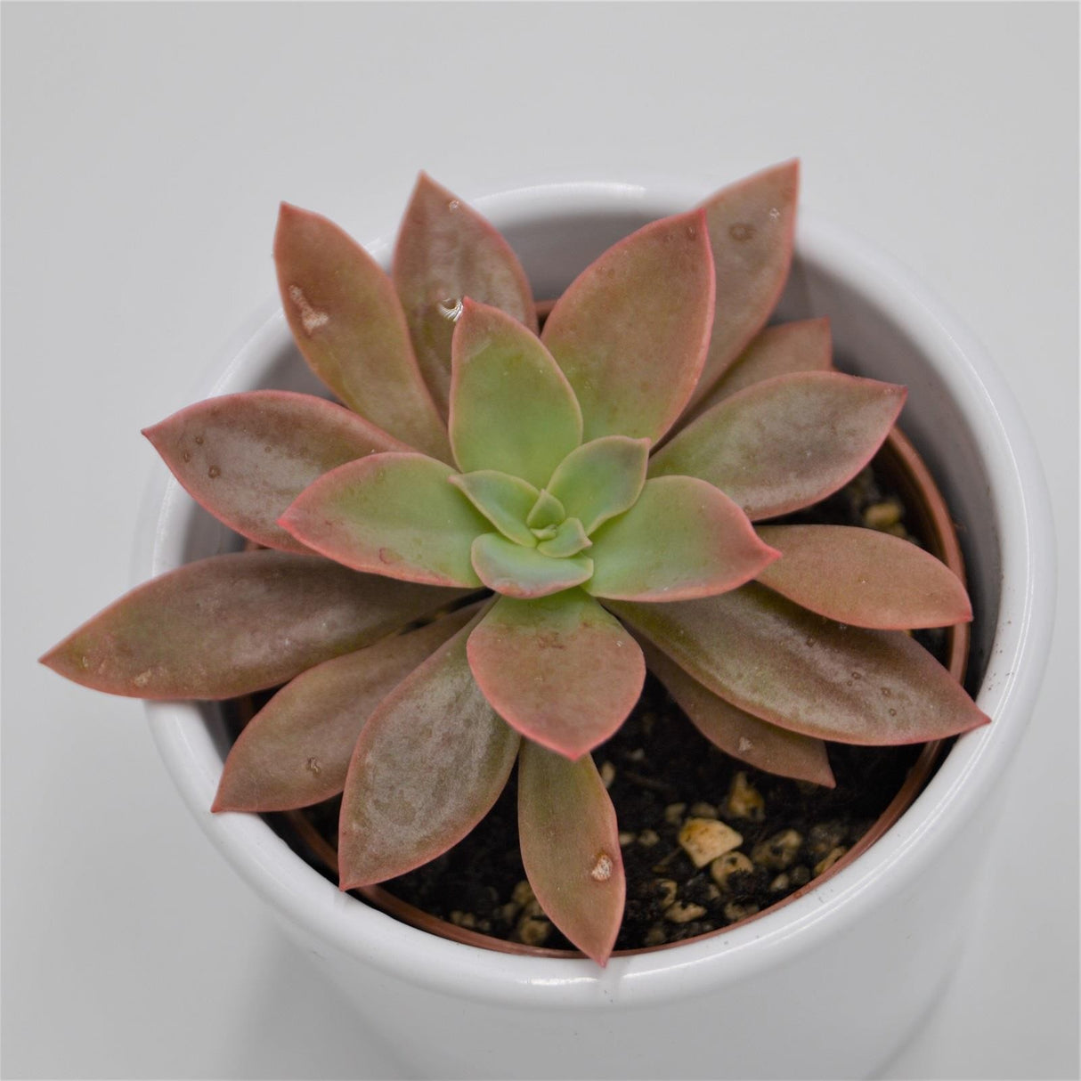 Echeveria Rosea - 6cm
