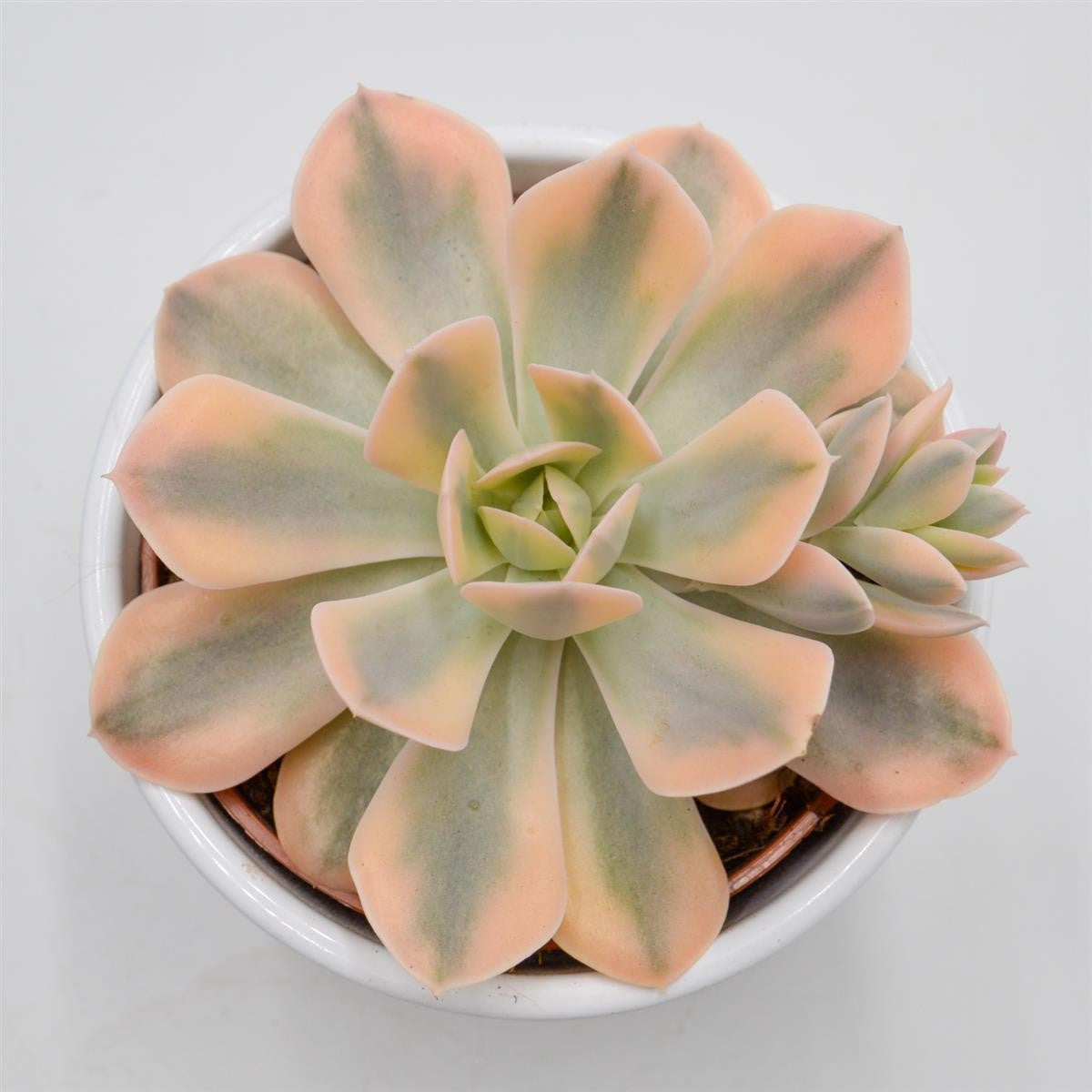 Echeveria runyonii f. variegata - 10,5cm