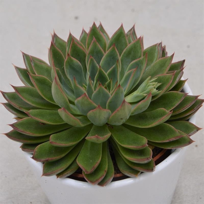 Echeveria Sagita - 10,5cm