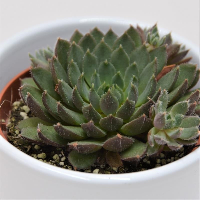 Echeveria Scorpio - 8,5cm
