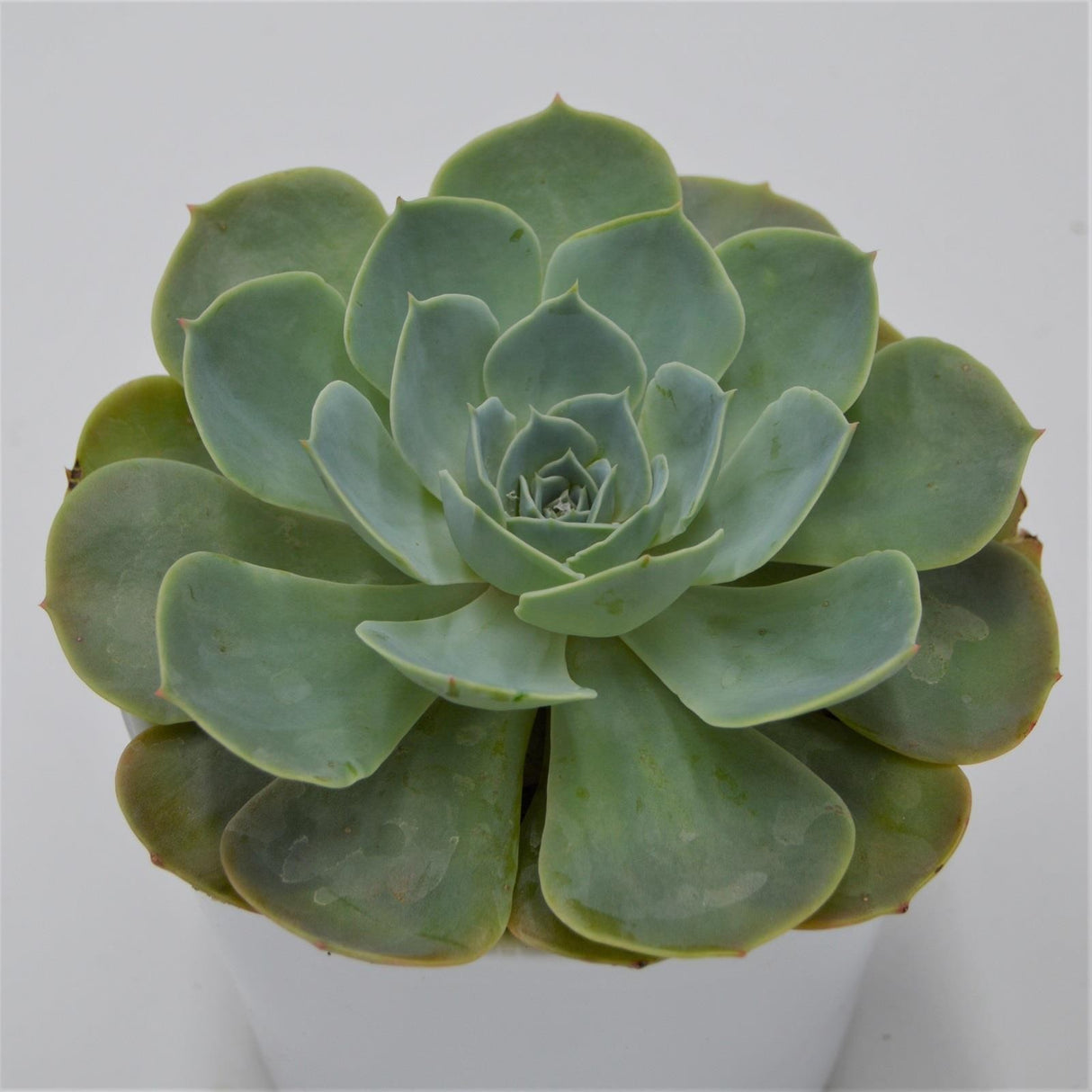 Echeveria secunda - 12cm