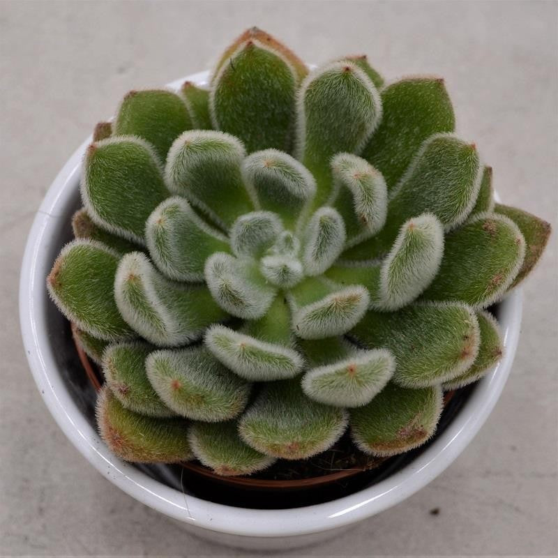 Echeveria setosa - 8,5cm