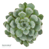 Echeveria setosa var. deminuta - 5,5cm