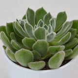 Echeveria setosa - 12cm