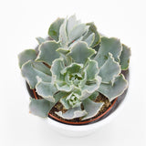 Echeveria shaviana - 9cm