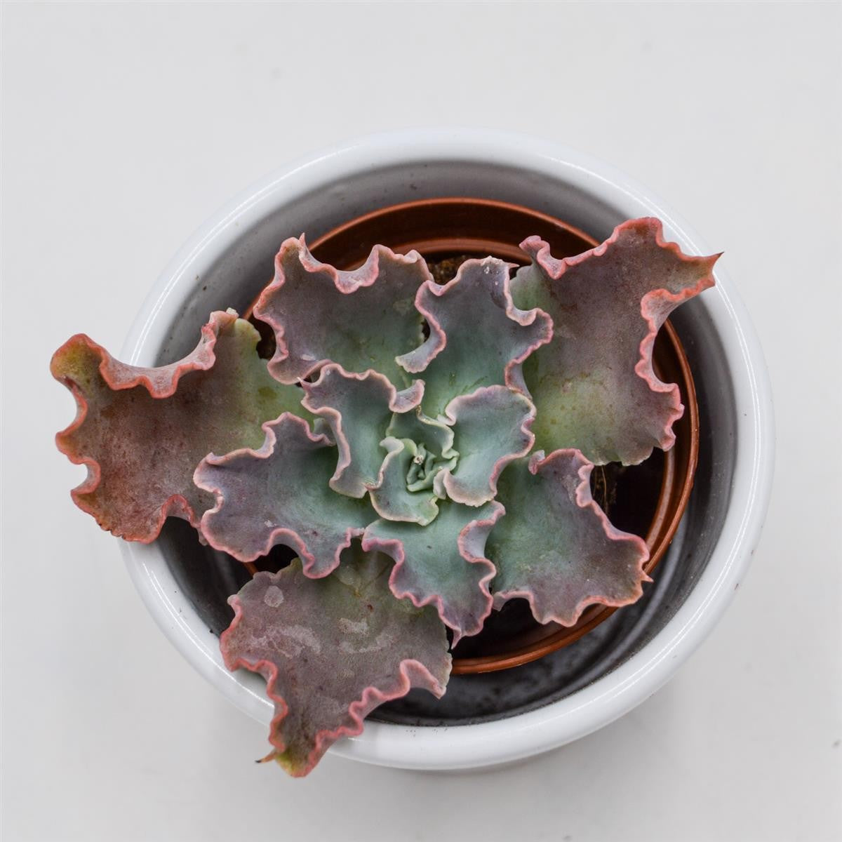 Echeveria shaviana Curly Locks - 5,5cm