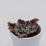 Echeveria shaviana Curly Locks - 5,5cm