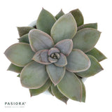 Echeveria Silver Queen - 6cm