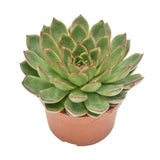 Echeveria Skat - 10,5cm