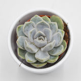 Echeveria Snow Bunny - 5,5cm