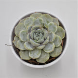 Echeveria Snow Bunny - 8,5cm