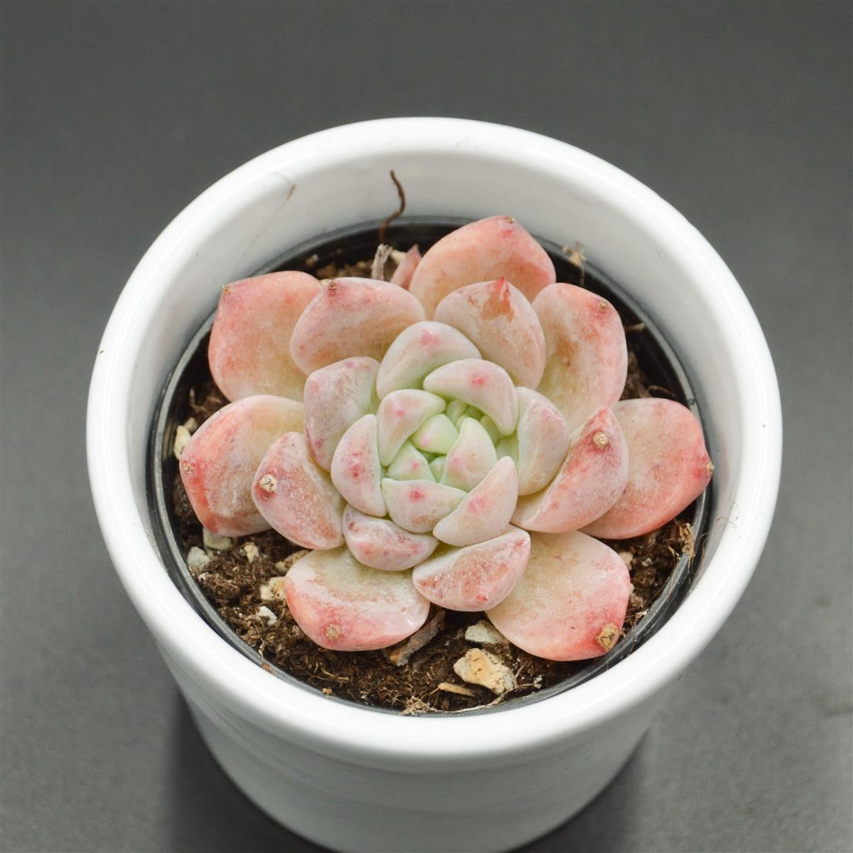 Echeveria Snow Melanie - 6cm