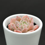 Echeveria Snow Melanie - 6cm
