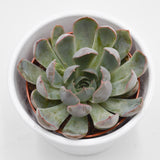 Echeveria Summer - 8,5cm