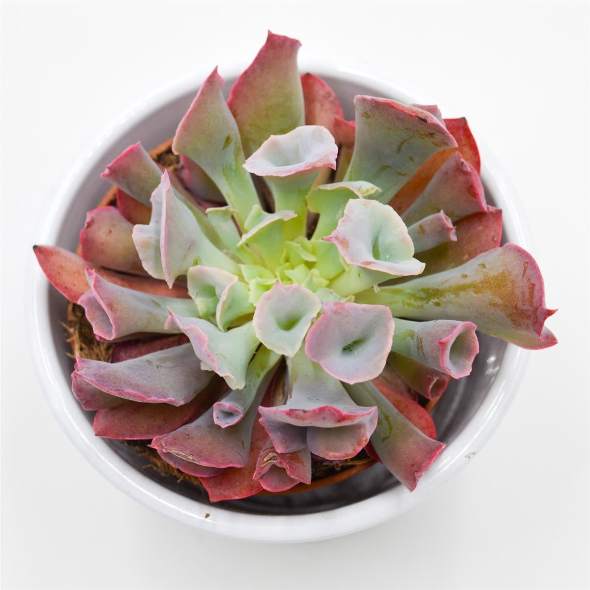 Echeveria Trumpet Pinky Short - 8,5cm