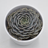 Echeveria Wavellite  - 9cm