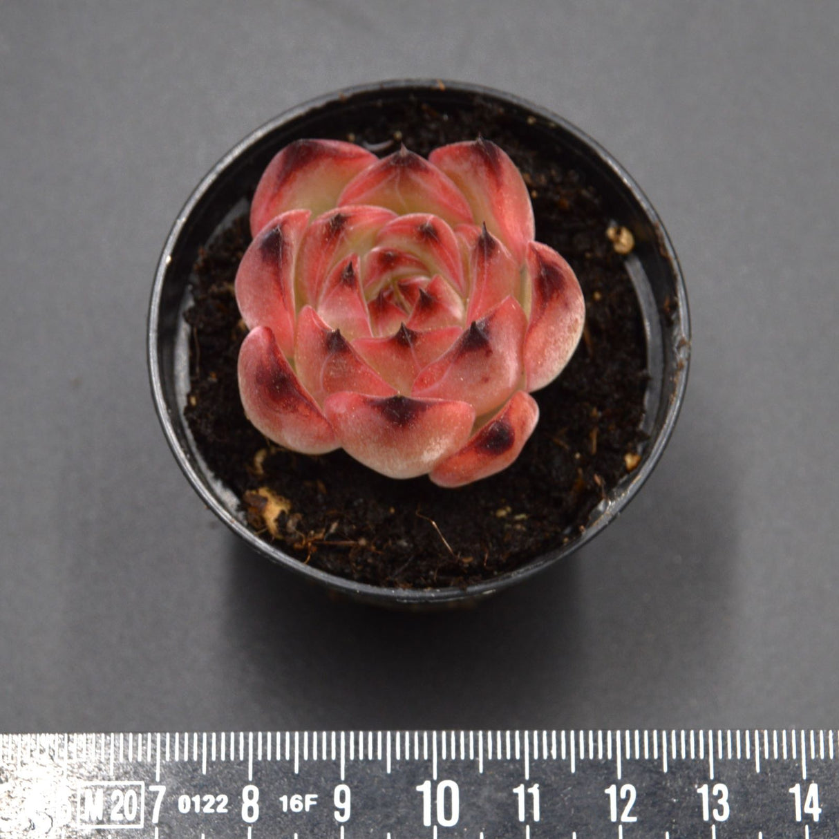 Echeveria Wildfire