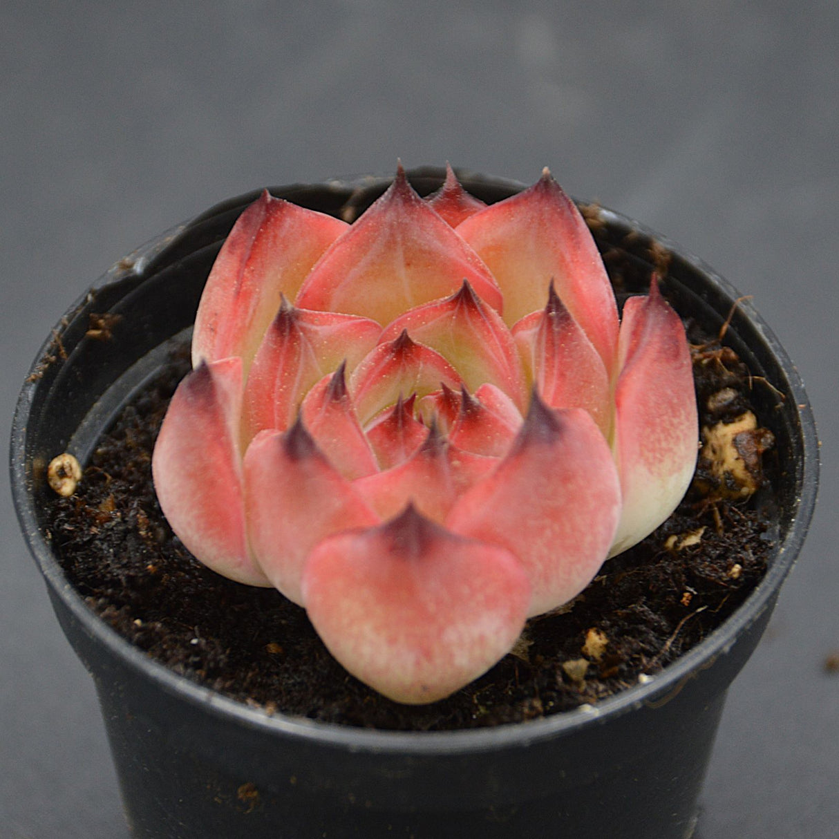 Echeveria Wildfire