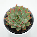 Echeveria Yeon-Deung - 9cm