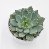 Echeveria Yummie - 8,5cm