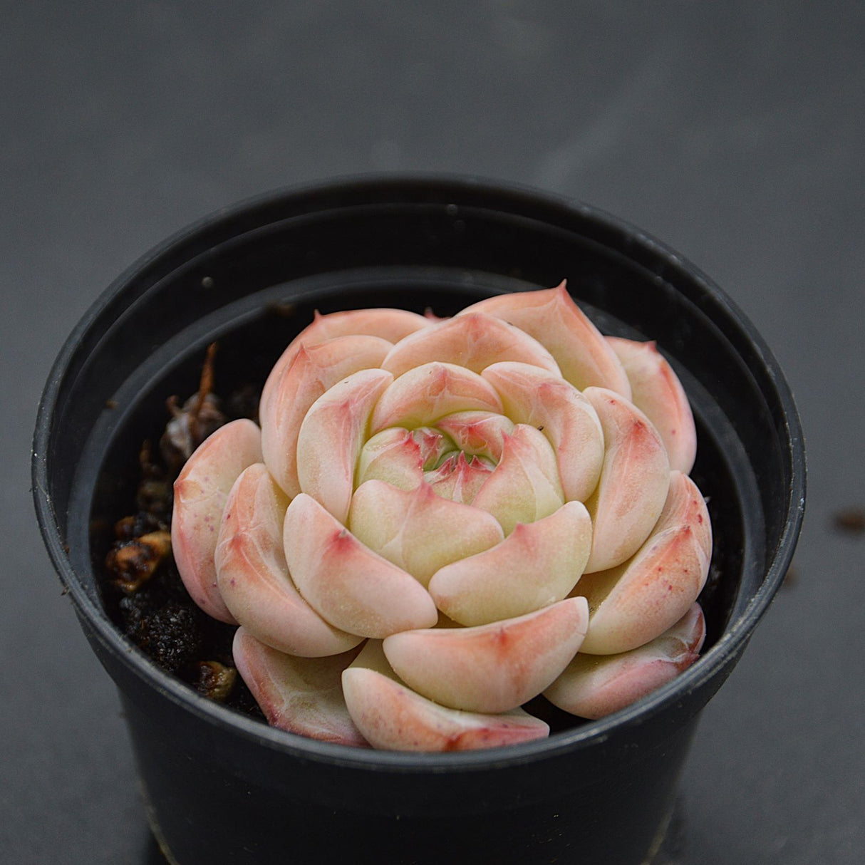 Echeveria Breezy Jenny