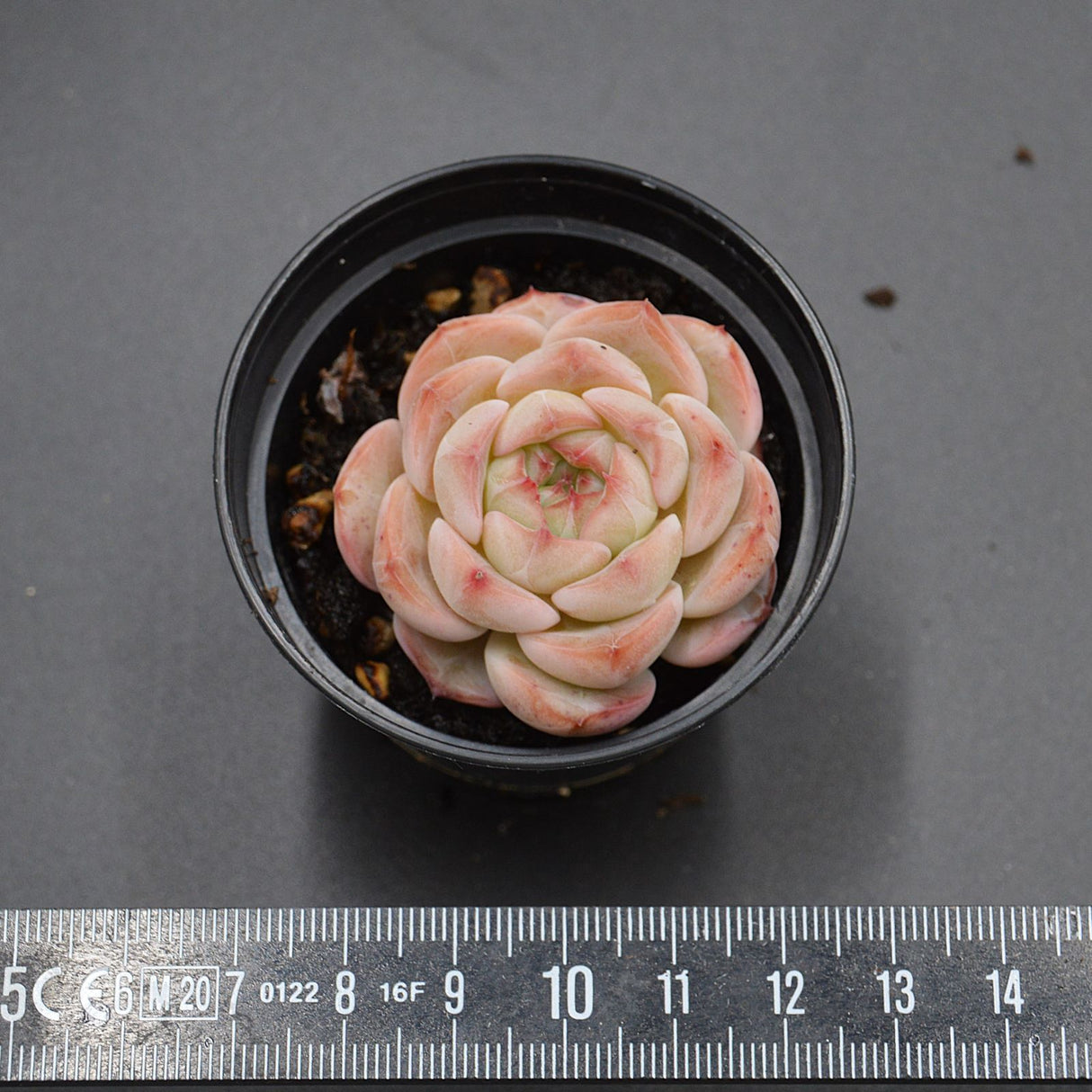 Echeveria Breezy Jenny