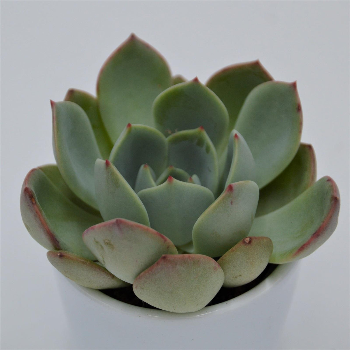 Echeveria Salmon - 6cm