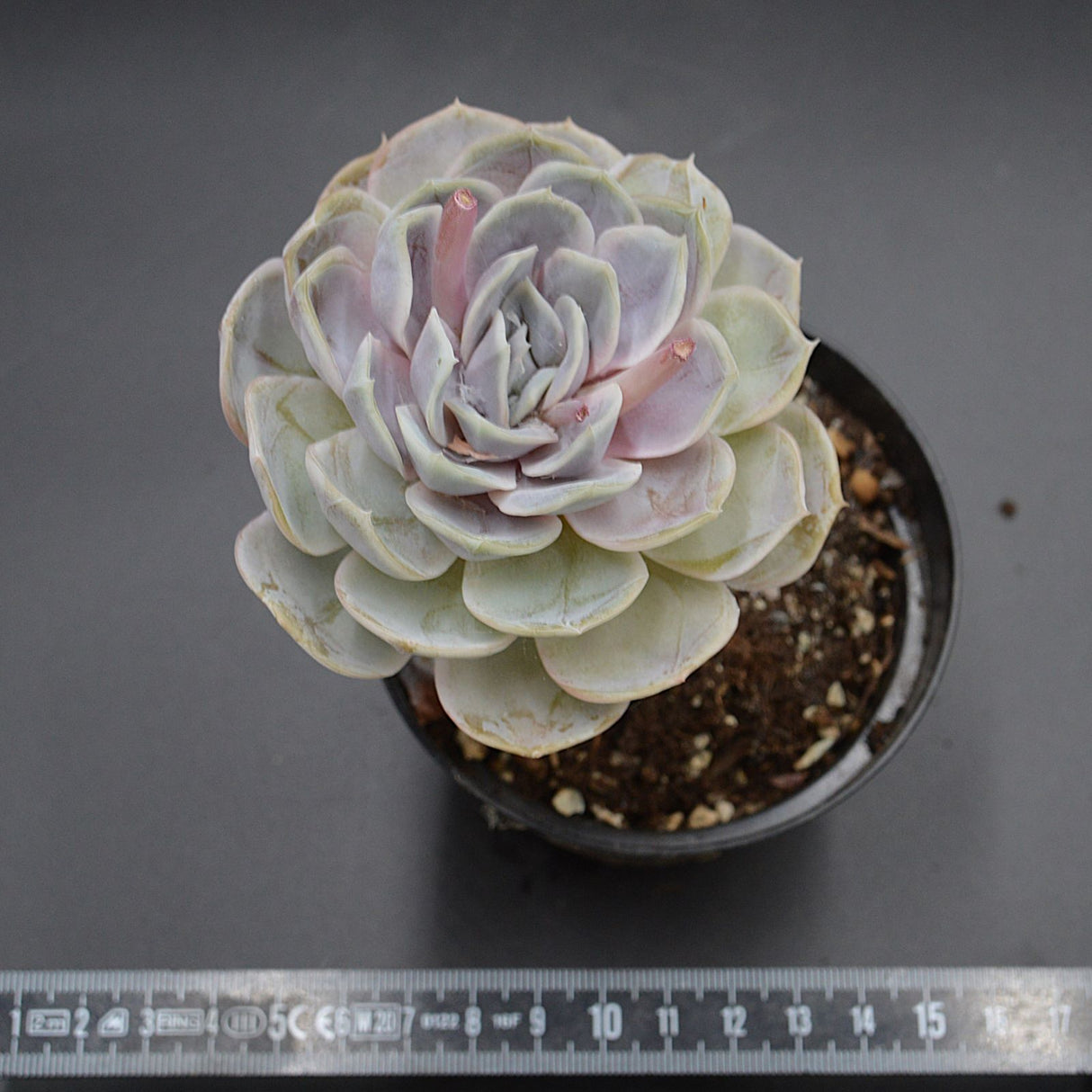 Echeveria