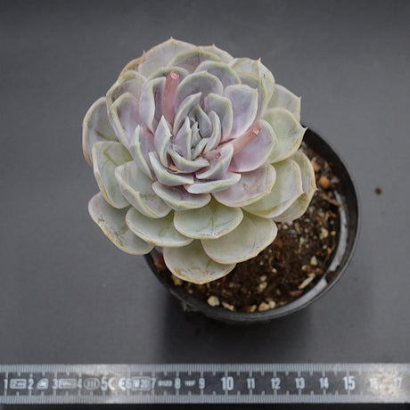 Echeveria