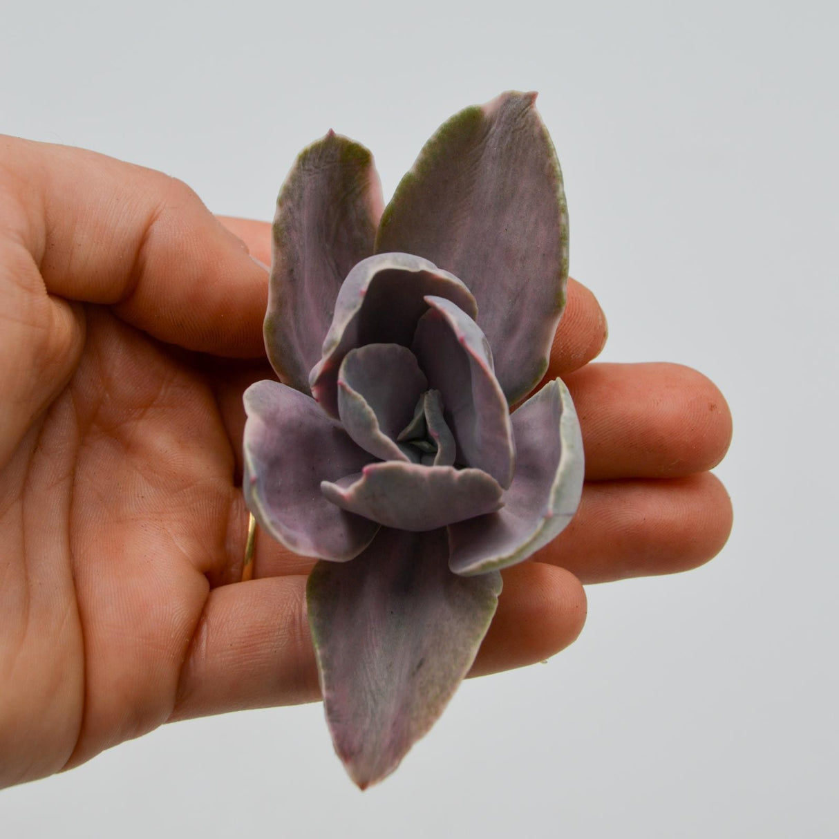Echeveria decora f. variegata