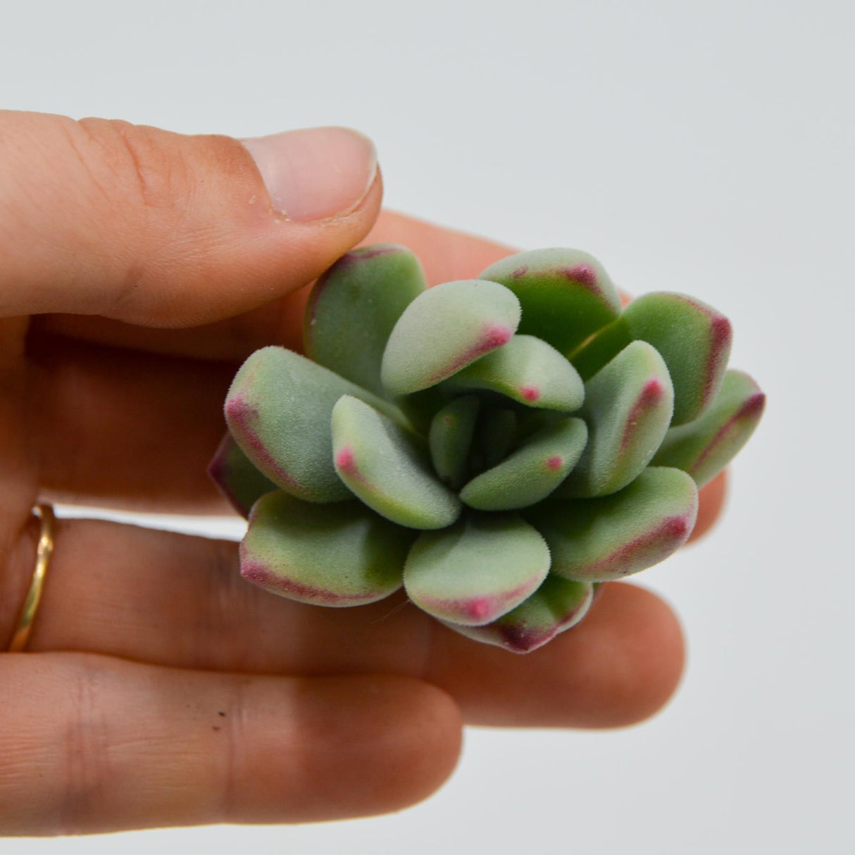 Echeveria Sugared
