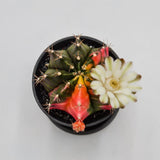 Gymnocalycium mihanovichii f. variegata - 8cm