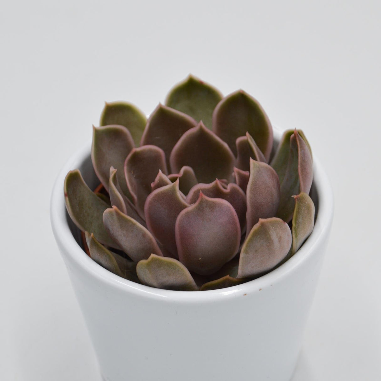 Echeveria Kisses - 6cm